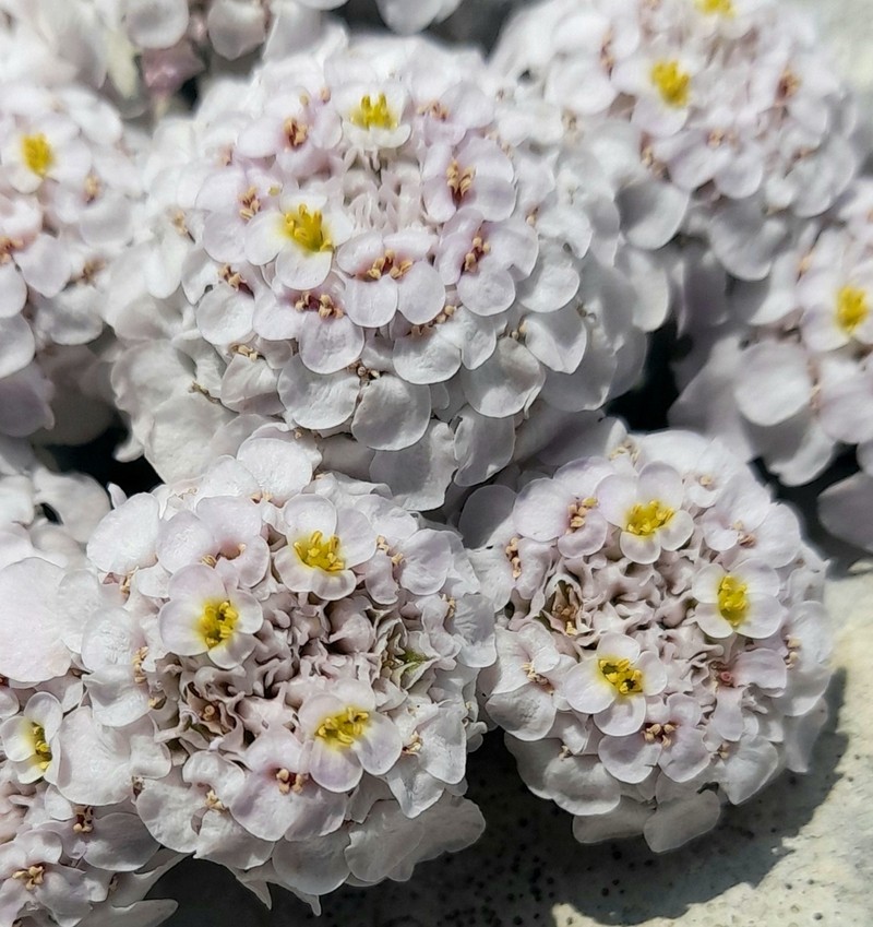 Iberis aurosica photo 2