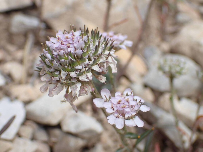 Iberis aurosica photo 3