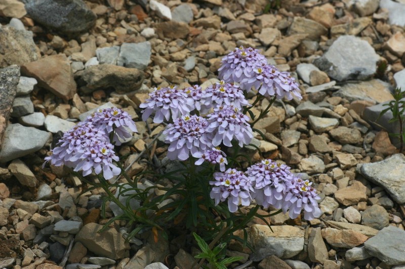 Iberis aurosica photo 4