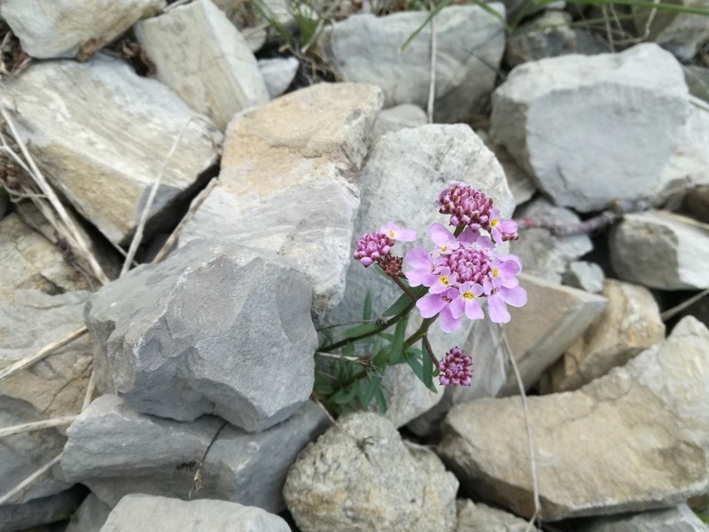 Iberis aurosica photo 5