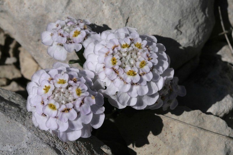 Iberis aurosica photo 6
