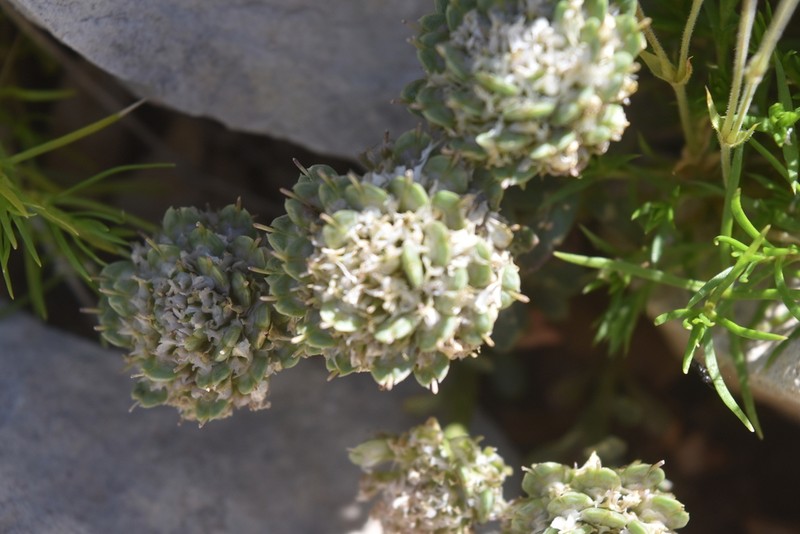 Iberis aurosica photo 7