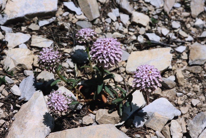 Iberis aurosica photo 8