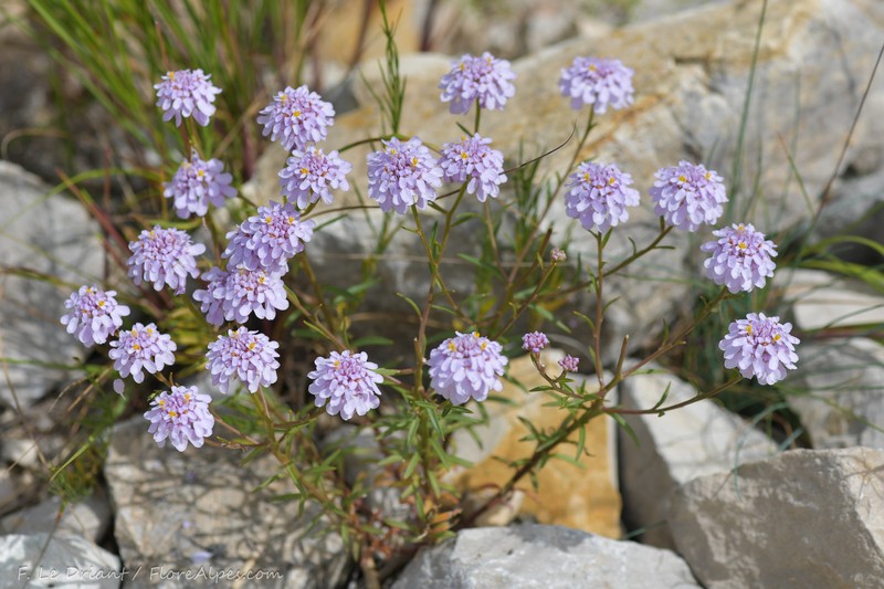 Iberis aurosica subsp. aurosica