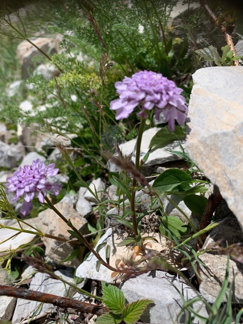 Iberis aurosica subsp. aurosica photo 2