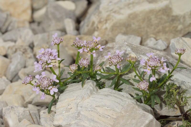 Iberis aurosica subsp. aurosica photo 3