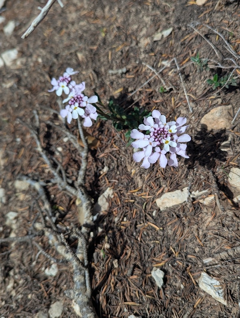 Iberis balansae photo 2