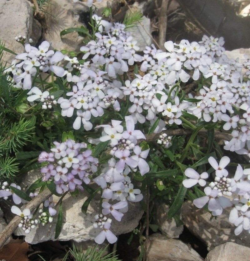 Iberis balansae photo 3