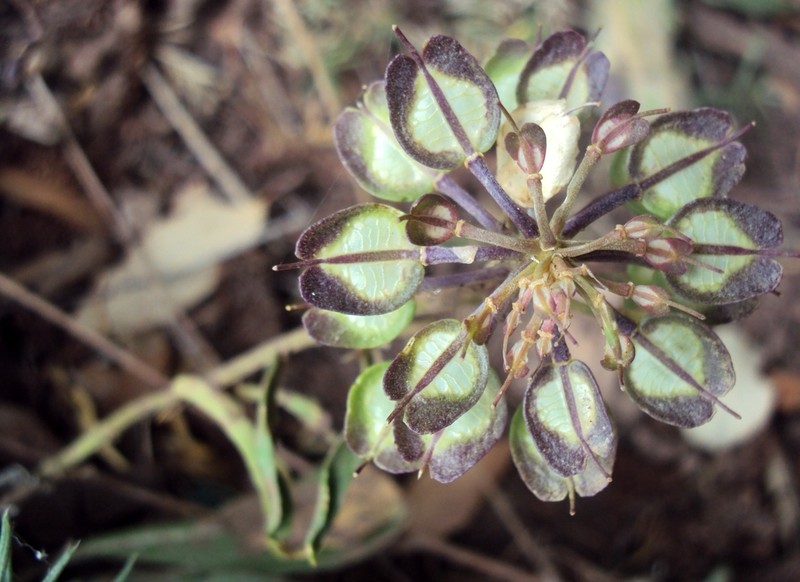 Iberis balansae photo 4