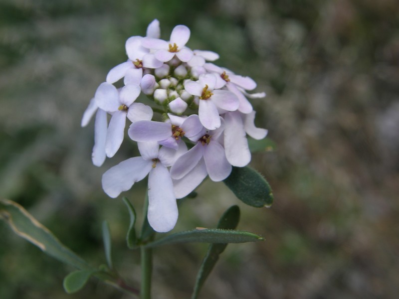 Iberis balansae photo 6