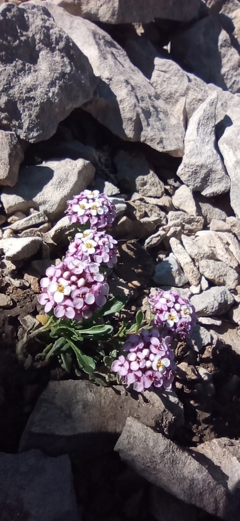 Iberis bernardiana