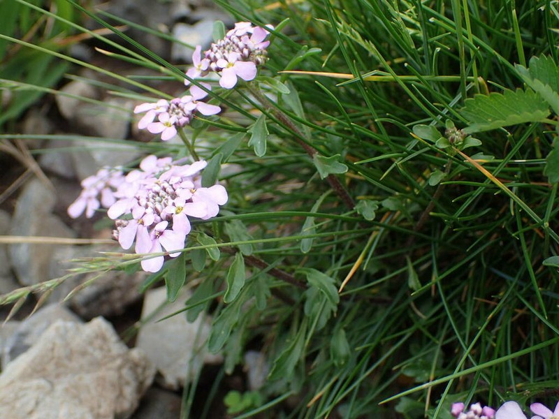 Iberis bernardiana photo 2