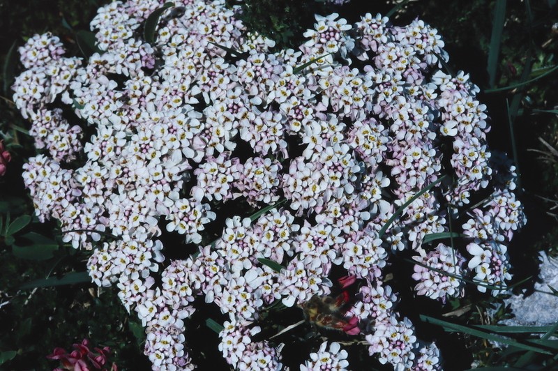 Iberis bernardiana photo 3