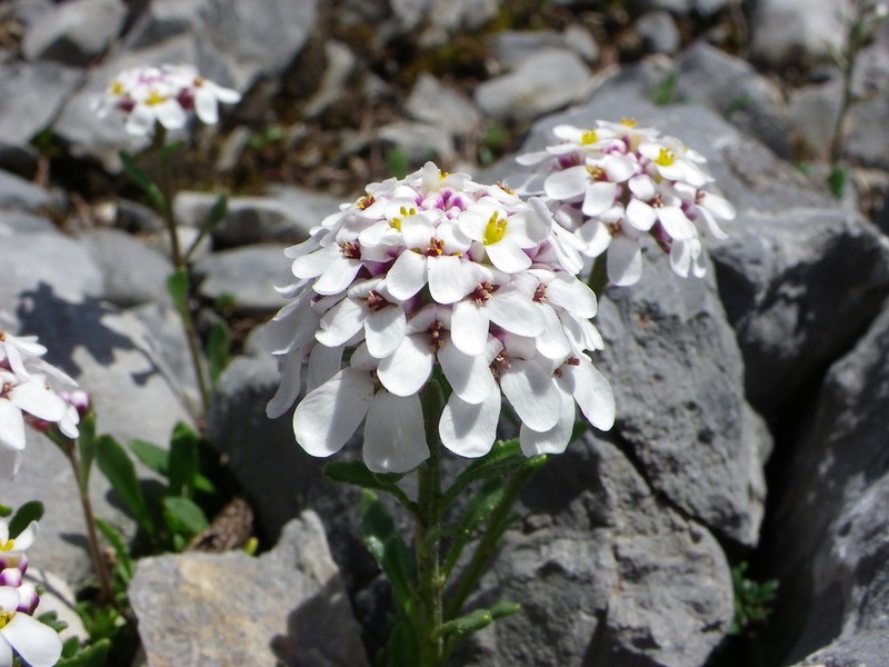 Iberis bernardiana photo 4