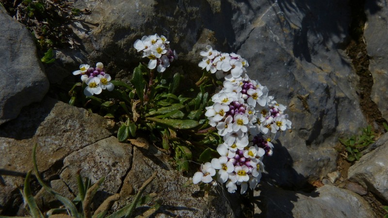 Iberis bernardiana photo 5