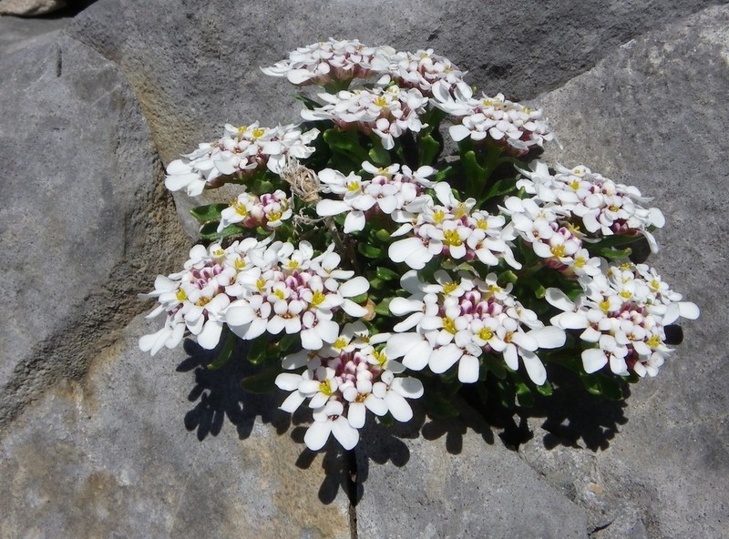 Iberis bernardiana photo 6