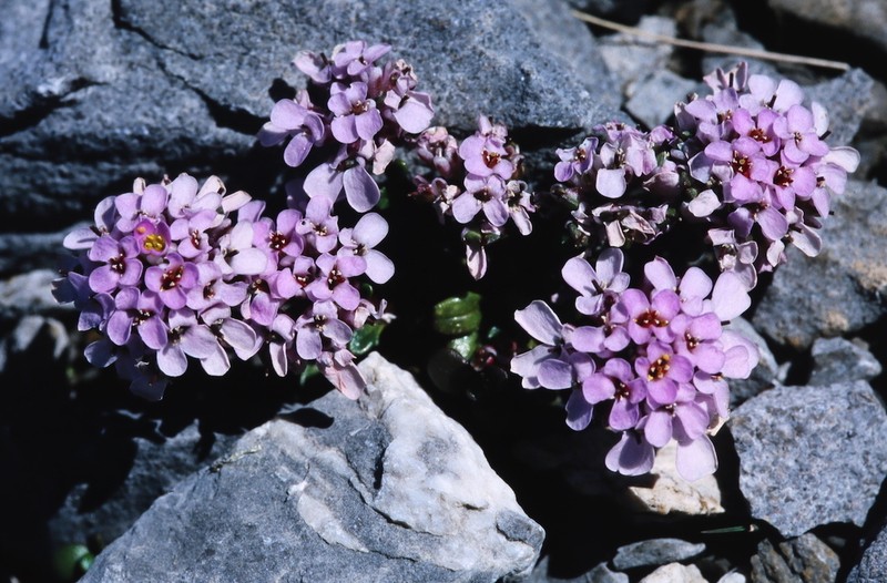 Iberis bernardiana photo 7