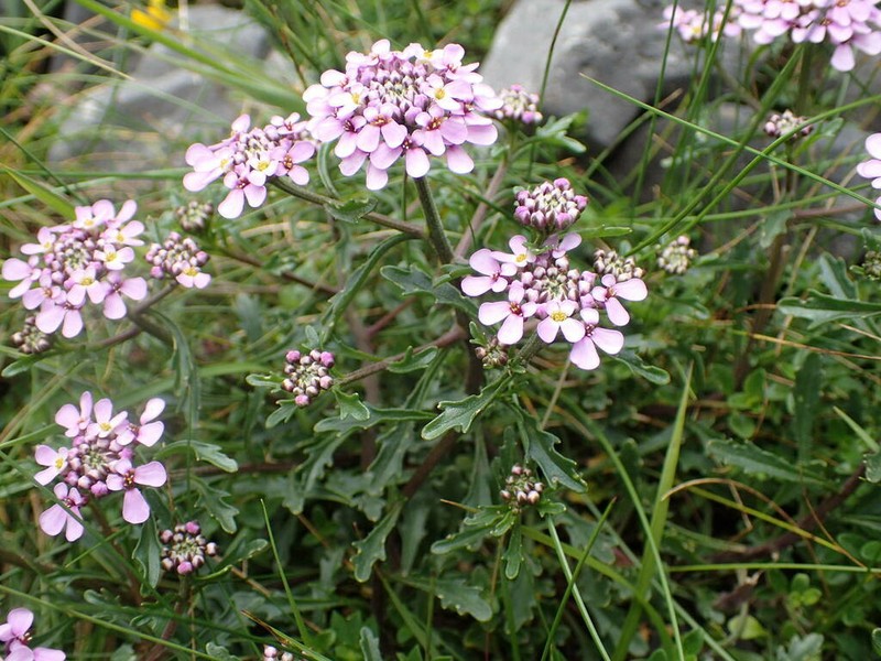 Iberis bernardiana photo 8
