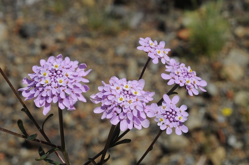 Iberis carica photo 2
