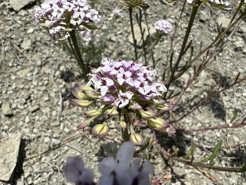 Iberis carica photo 3