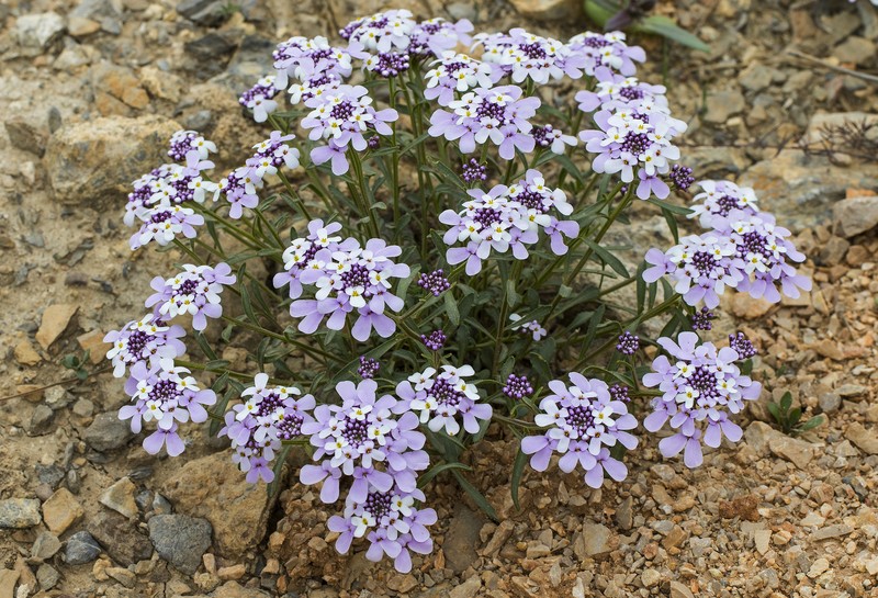 Iberis carica