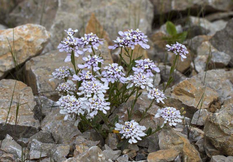 Iberis carica photo 4