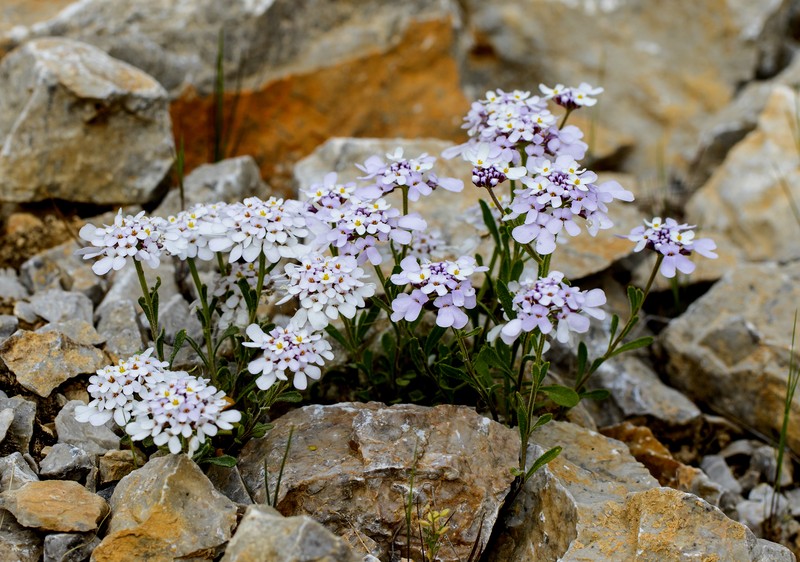 Iberis carica photo 5