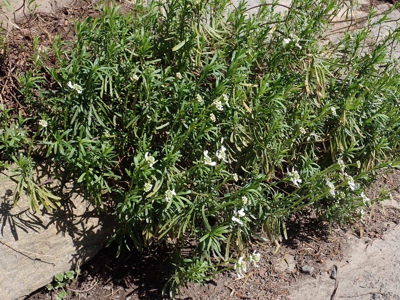 Pruit's Candytuft photo 4
