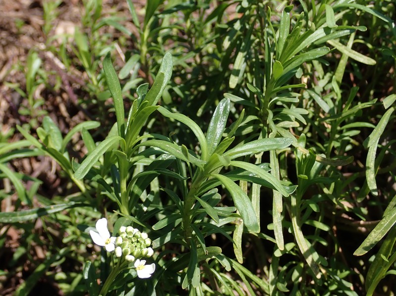 Pruit's Candytuft photo 2