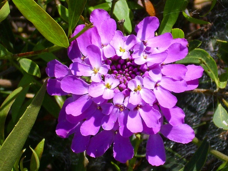 Pruit's Candytuft