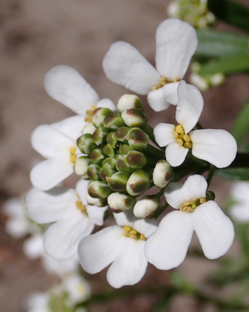 Pruit's Candytuft photo 6