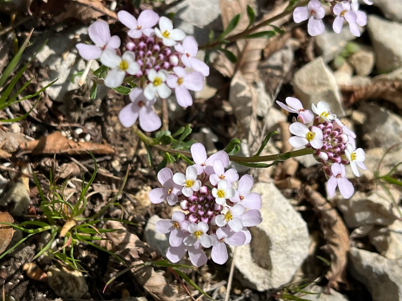 Iberis carnosa subsp. carnosa