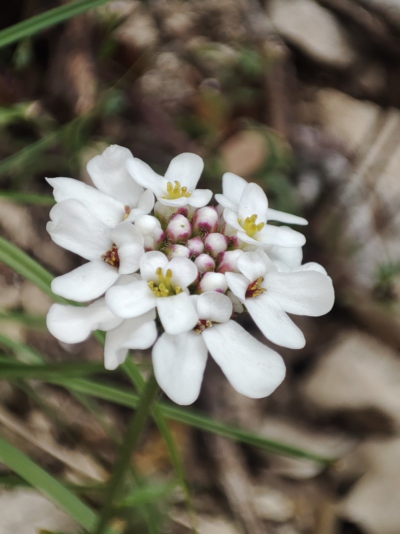 Iberis carnosa subsp. carnosa photo 3