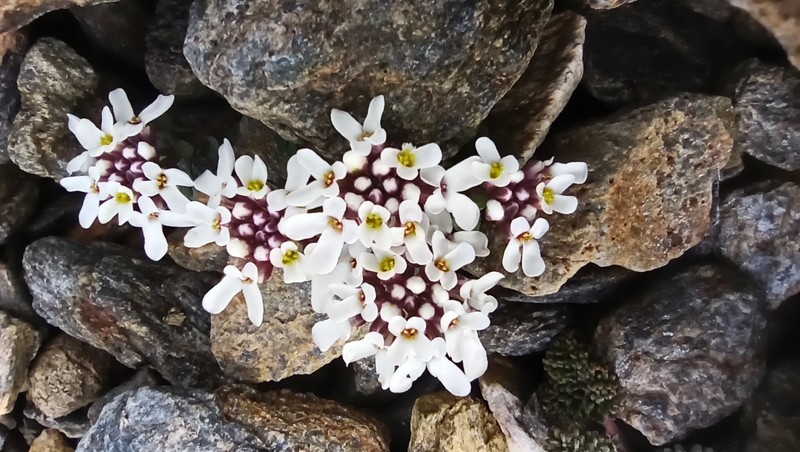 Iberis carnosa subsp. embergeri