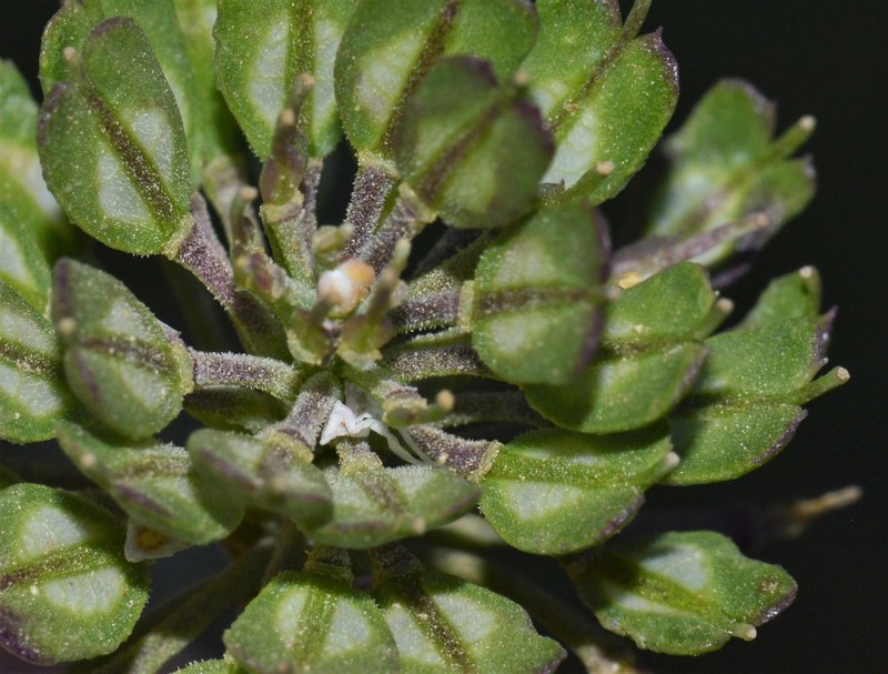 Iberis carnosa subsp. granatensis