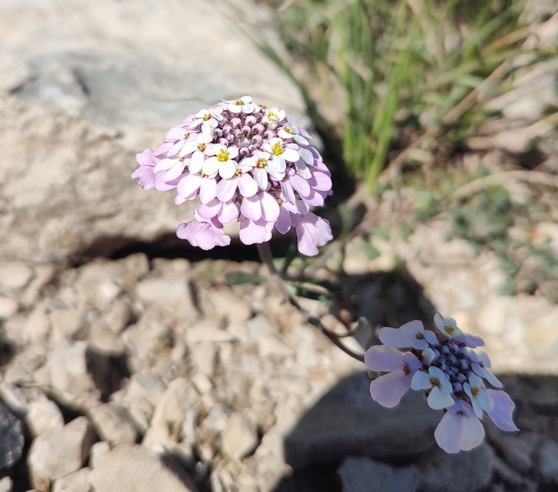 Iberis carnosa subsp. lagascana photo 2