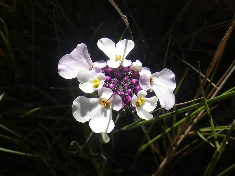 Iberis carnosa subsp. lagascana photo 3
