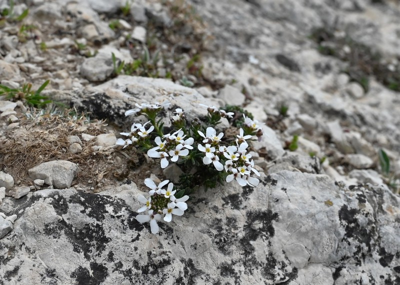 Iberis carnosa subsp. lagascana