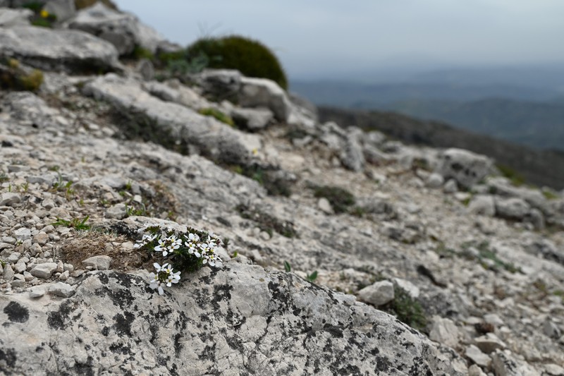 Iberis carnosa subsp. lagascana photo 4