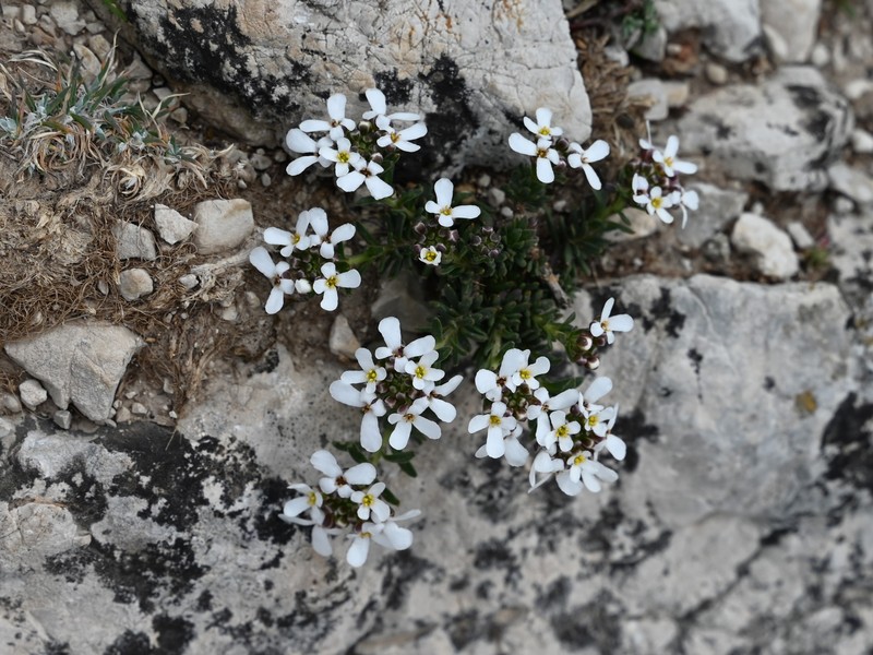Iberis carnosa subsp. lagascana photo 5