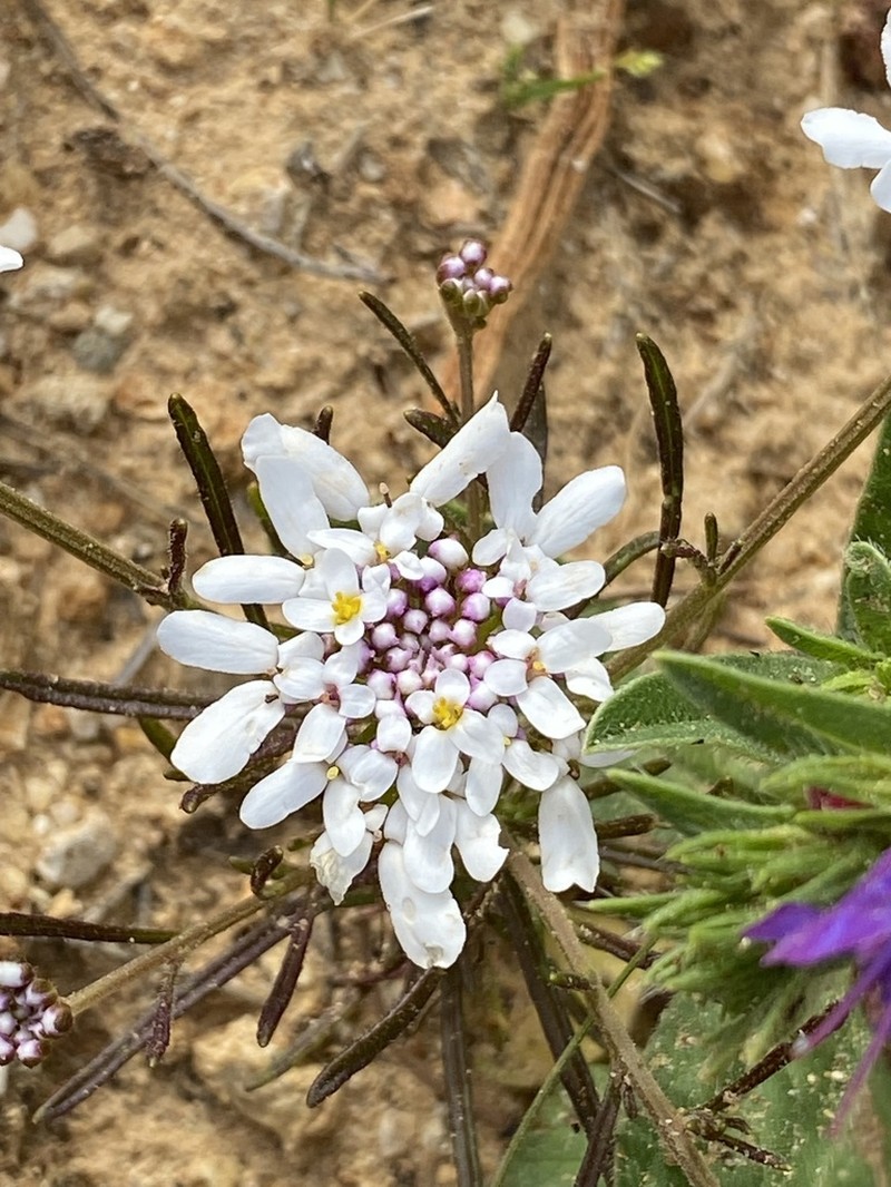 Iberis ciliata photo 2