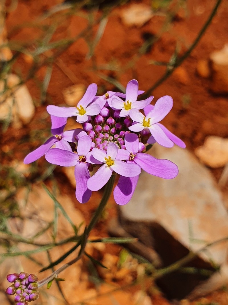 Iberis ciliata photo 3