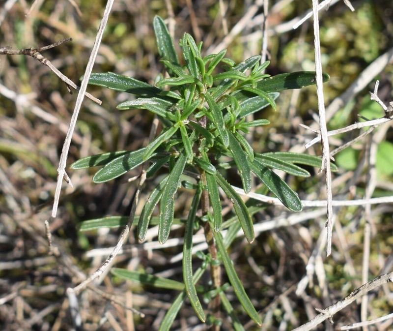 Iberis ciliata photo 4