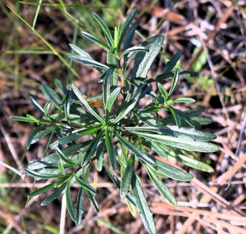 Iberis ciliata photo 5