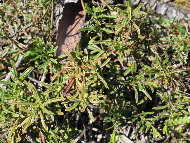 Iberis ciliata photo 6