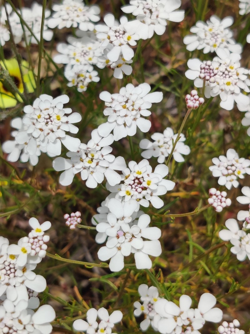 Iberis ciliata photo 7