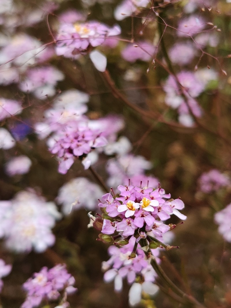 Iberis ciliata photo 8