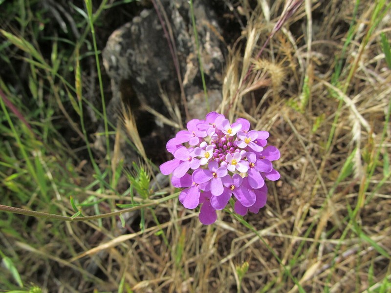 Iberis contracta