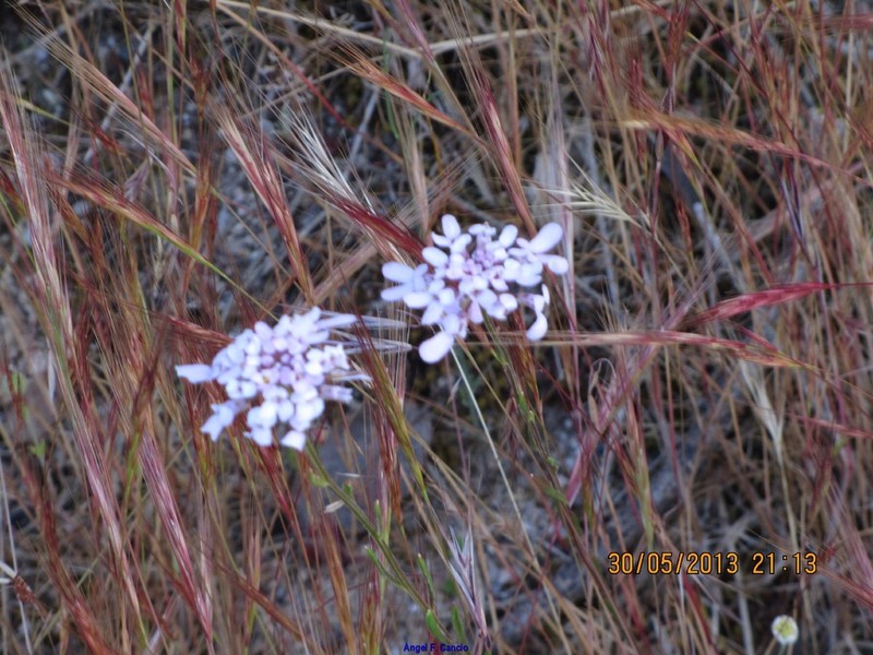 Iberis contracta photo 2