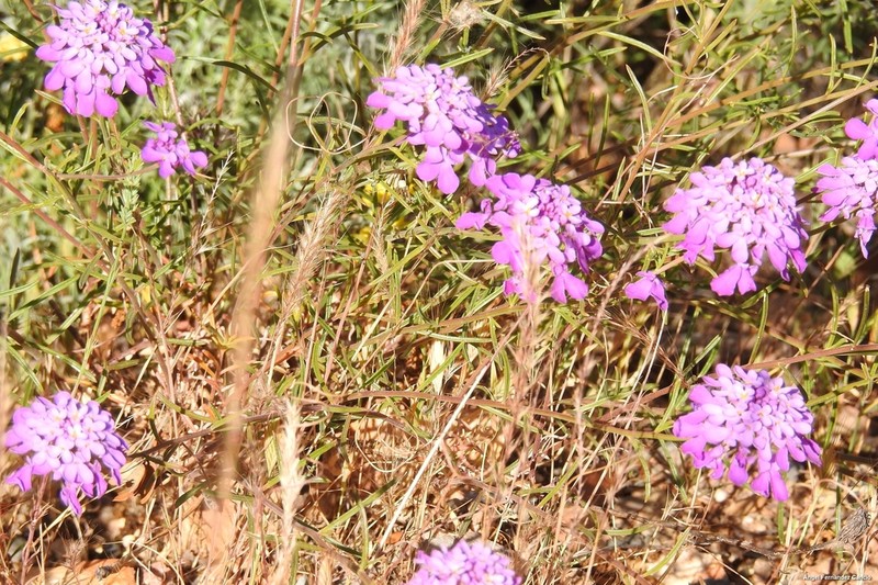 Iberis contracta photo 4